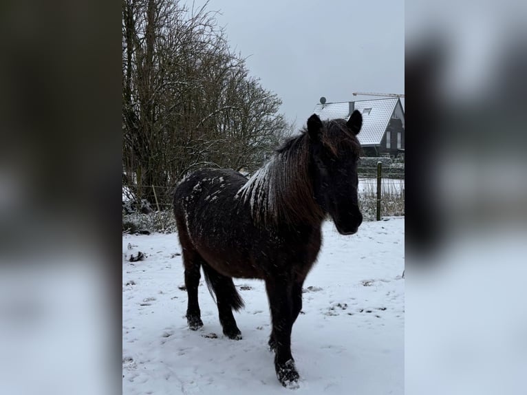 Icelandic Horse Mare 14 years 13,2 hh Roan-Blue in Coesfeld
