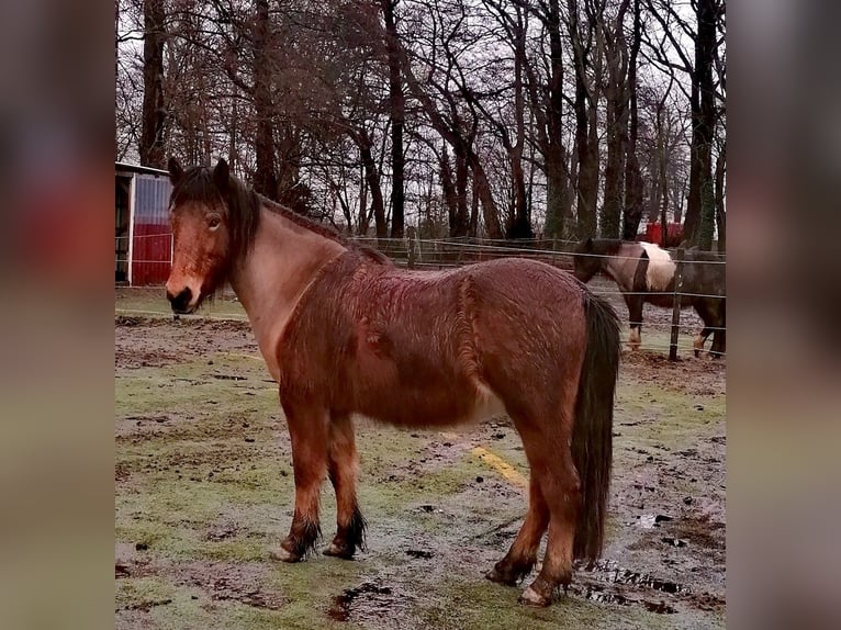 Icelandic Horse Mare 14 years 14,1 hh Brown in Lilienthal