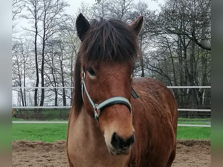 Icelandic Horse Mare 14 years 14,1 hh Brown in Lilienthal