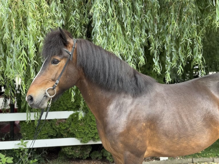 Icelandic Horse Mare 14 years 14,1 hh Brown in Lochen am See