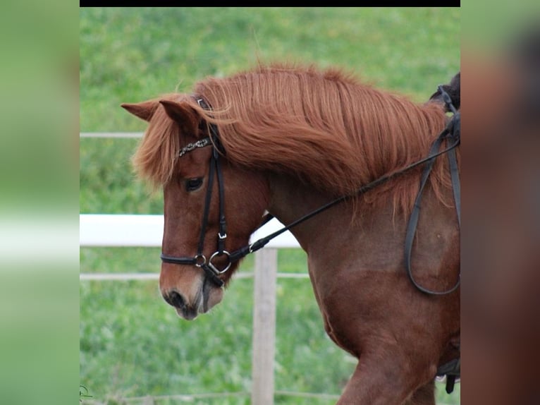 Icelandic Horse Mare 14 years 14,1 hh Chestnut-Red in N&#xF6;rdlingenN&#xF6;rdlingen