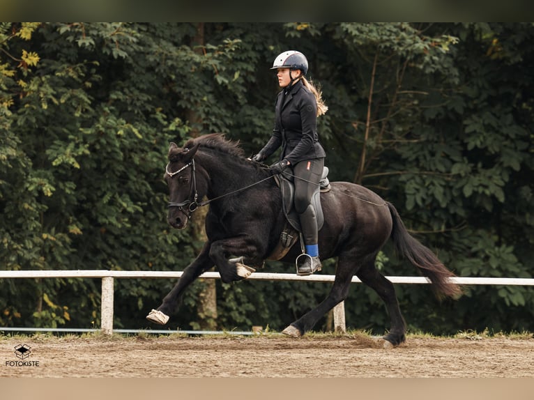 Icelandic Horse Mare 14 years Black in Straßwalchen