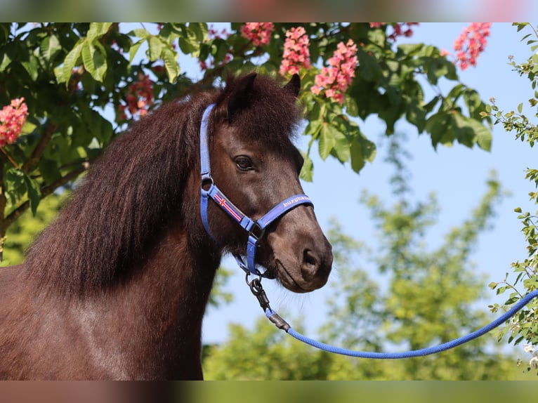 Icelandic Horse Mare 14 years Black in Straßwalchen