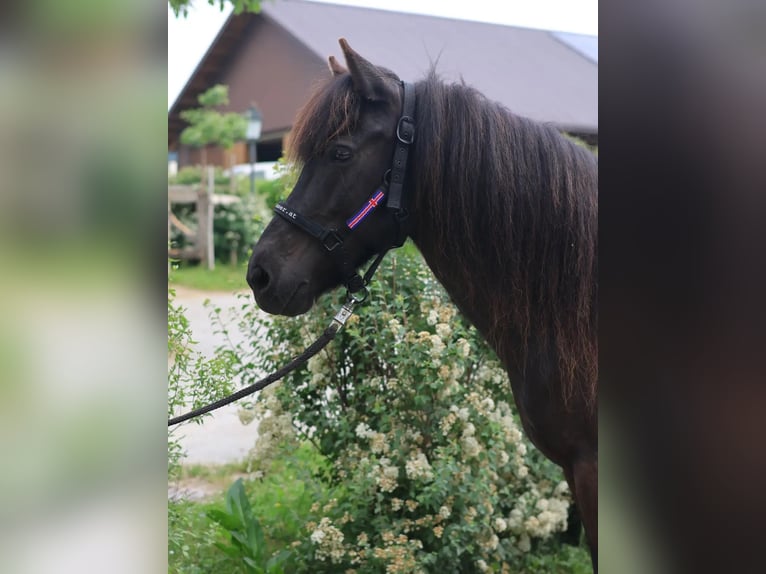Icelandic Horse Mare 14 years Black in Straßwalchen