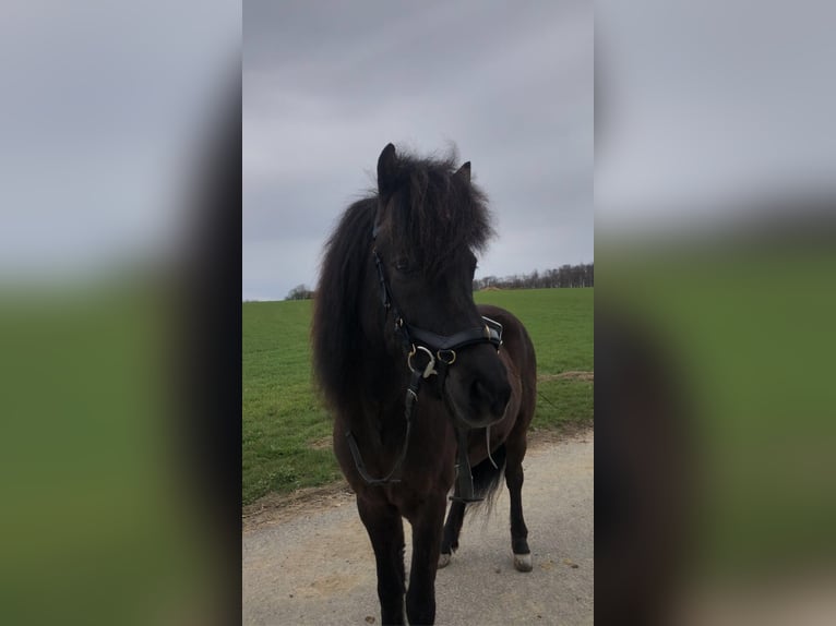 Icelandic Horse Mare 14 years Black in Langerwisch