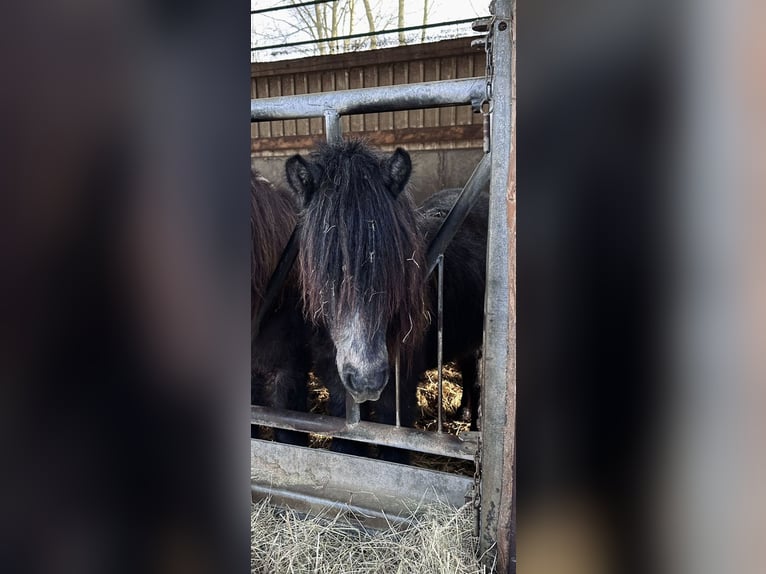 Icelandic Horse Mare 15 years 12,3 hh Gray in Weidenhahn