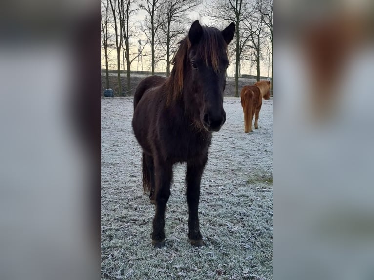 Icelandic Horse Mare 15 years 13,1 hh Black in Hoeleden