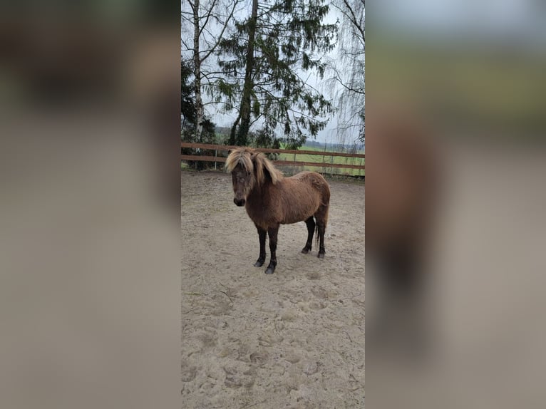 Icelandic Horse Mare 15 years 13,1 hh Dun in Asbach