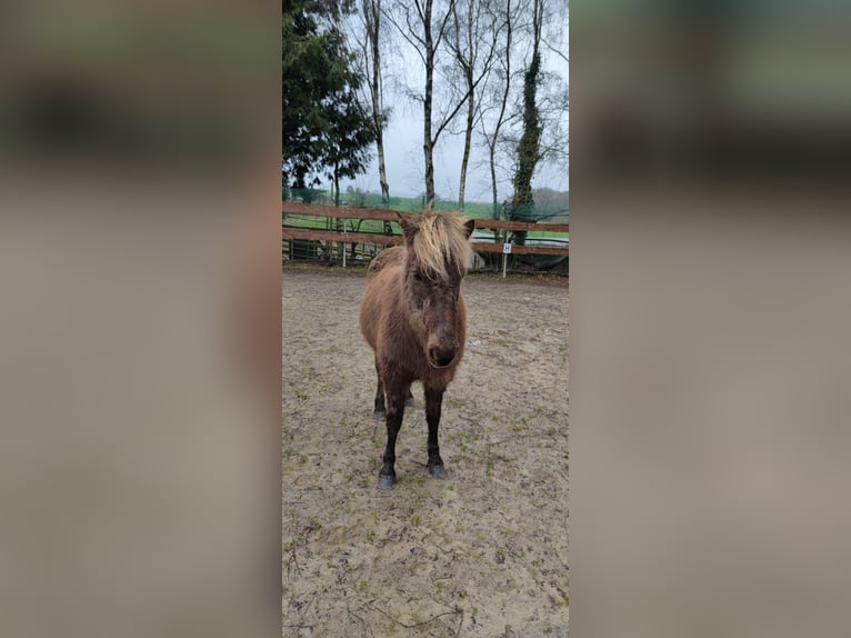 Icelandic Horse Mare 15 years 13,1 hh Dun in Asbach