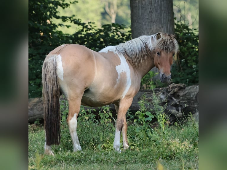 Icelandic Horse Mare 15 years 13.1 hh Pinto in Südlohn