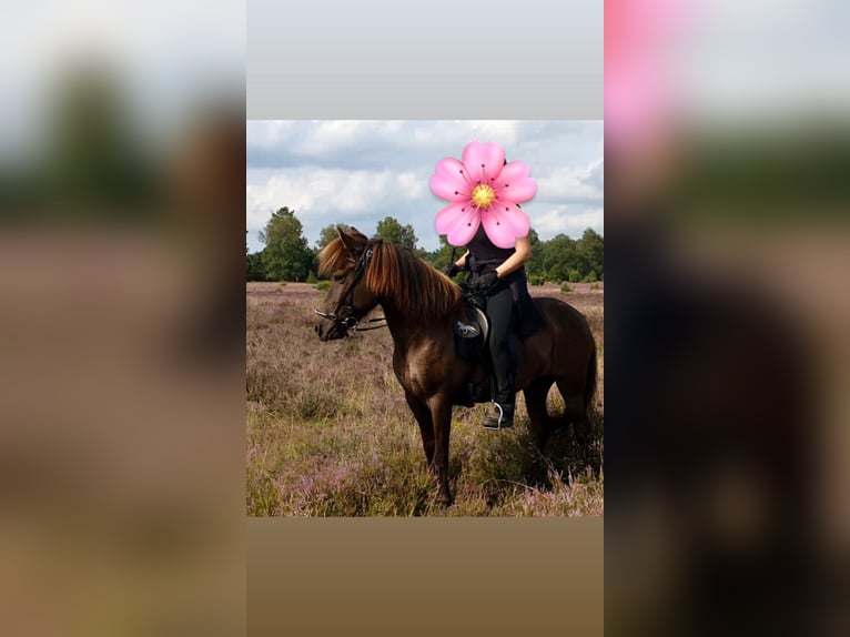 Icelandic Horse Mare 15 years 13.1 hh Smoky-Black in Neustadt am Rübenberge
