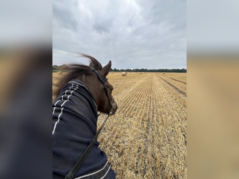 Icelandic Horse Mare 15 years 13.1 hh Smoky-Black in Neustadt am Rübenberge