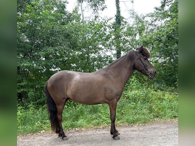 Icelandic Horse Mare 15 years 13.1 hh Smoky-Black in Neustadt am Rübenberge