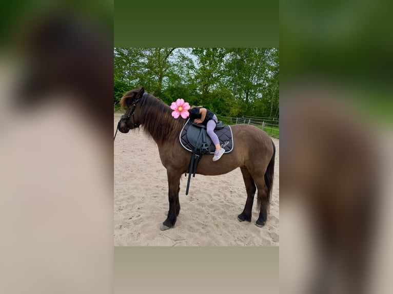 Icelandic Horse Mare 15 years 13.1 hh Smoky-Black in Neustadt am Rübenberge