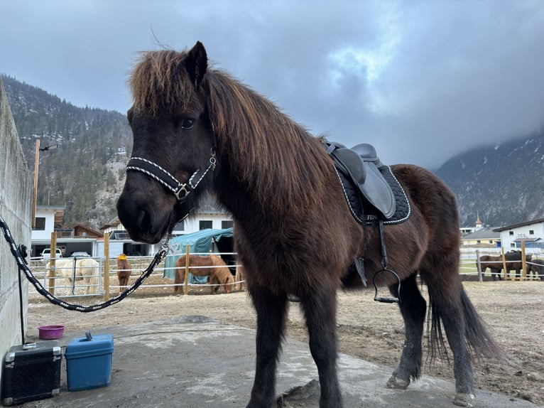 Icelandic Horse Mare 15 years 13.2 hh Black in Scharnitz