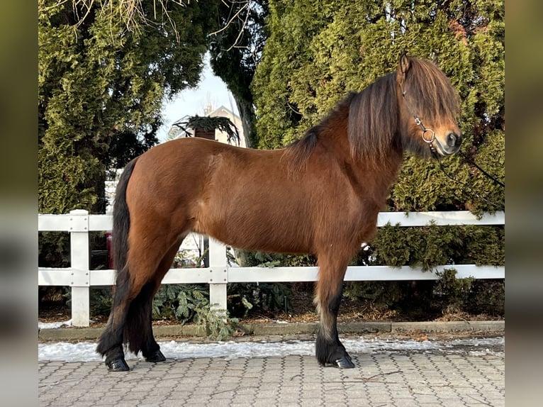 Icelandic Horse Mare 15 years 13,2 hh Brown in Lochen am See