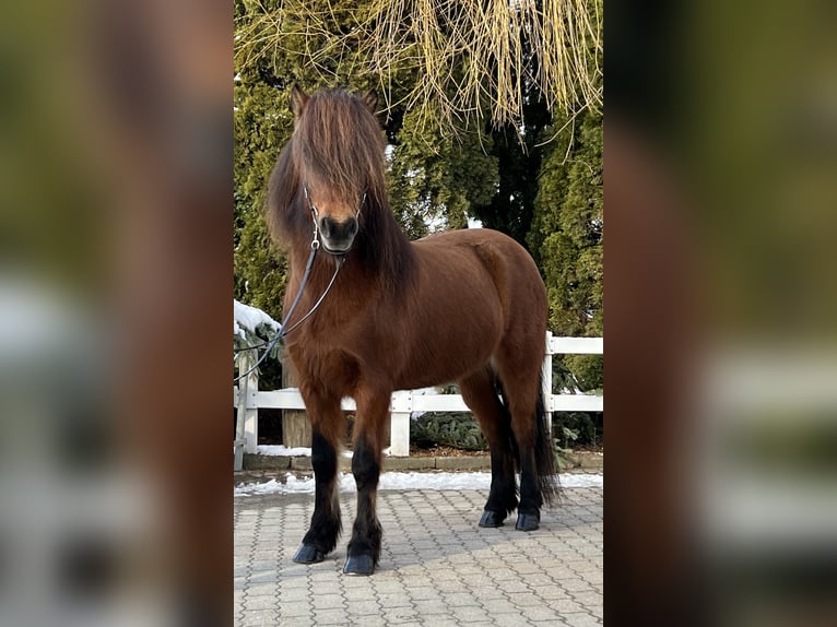 Icelandic Horse Mare 15 years 13,2 hh Brown in Lochen am See