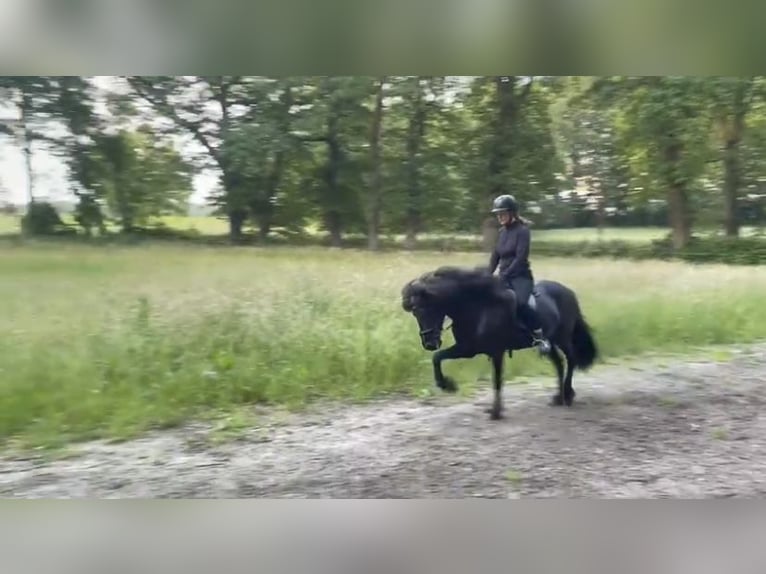 Icelandic Horse Mare 15 years 13.3 hh Black in Neu Darchau