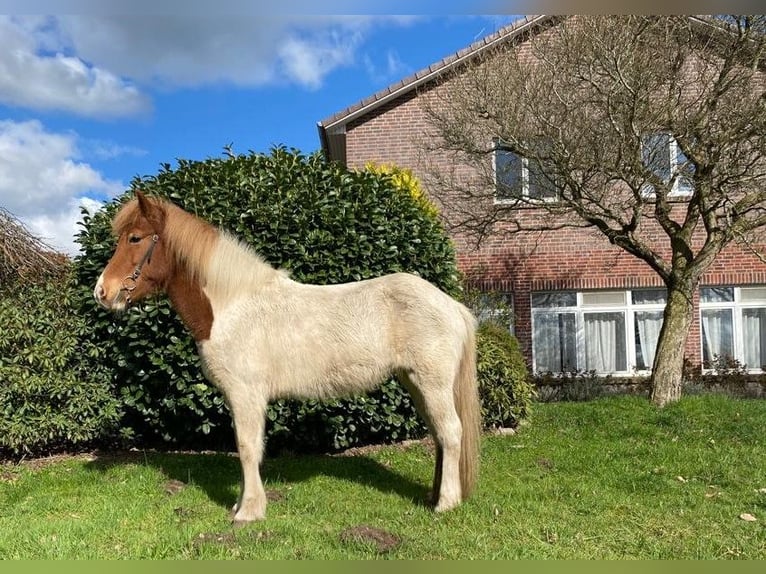 Icelandic Horse Mare 15 years 13,3 hh Pinto in Hamburg