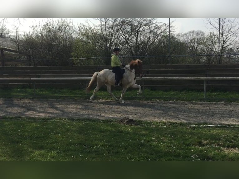 Icelandic Horse Mare 15 years 13,3 hh Pinto in Hamburg