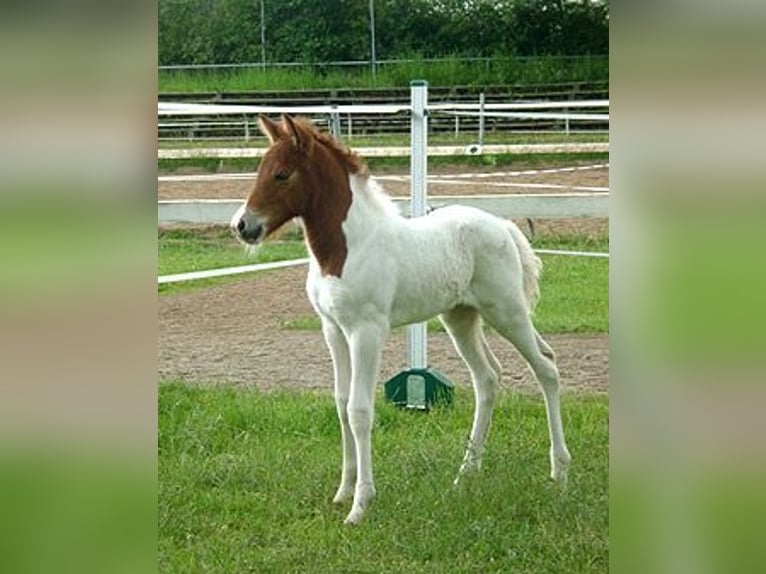 Icelandic Horse Mare 15 years 13,3 hh Pinto in Hamburg