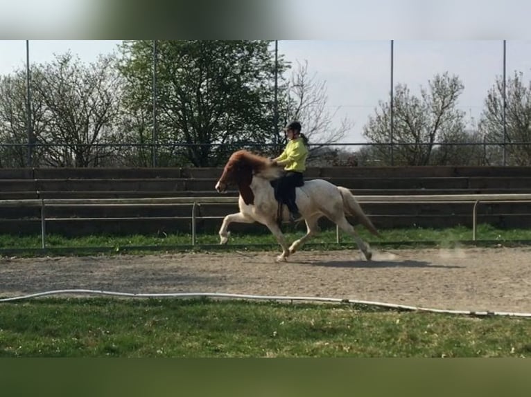 Icelandic Horse Mare 15 years 13,3 hh Pinto in Hamburg