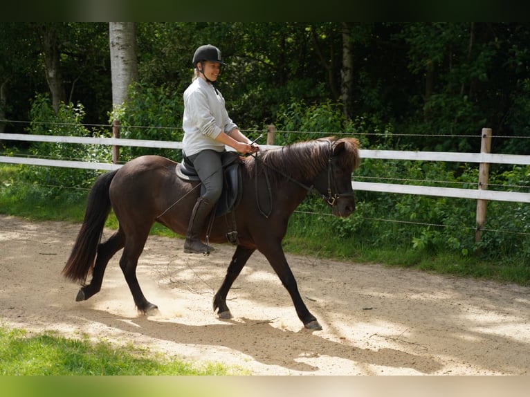 Icelandic Horse Mare 15 years 13 hh Bay-Dark in Stuhr