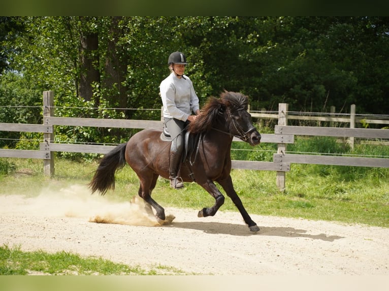 Icelandic Horse Mare 15 years 13 hh Bay-Dark in Stuhr