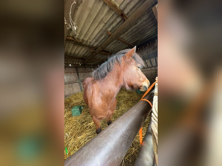 Icelandic Horse Mix Mare 15 years 13 hh Brown in Kehl