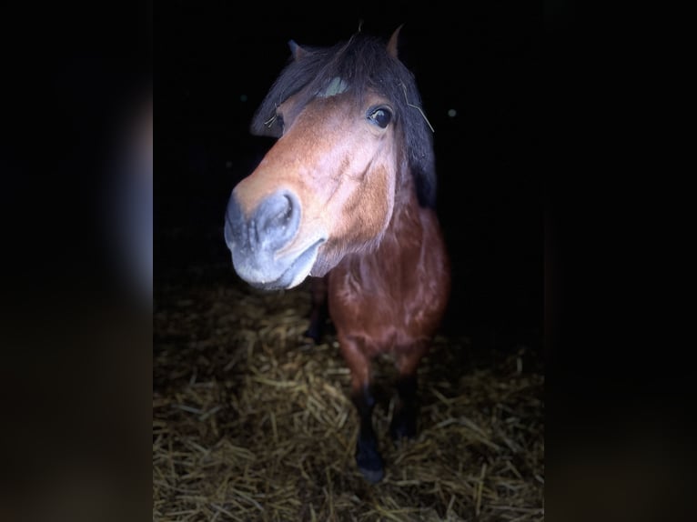 Icelandic Horse Mix Mare 15 years 13 hh Brown in Kehl