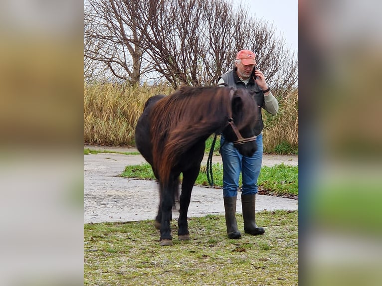 Icelandic Horse Mare 15 years 13,1 hh Black in Süderlügum