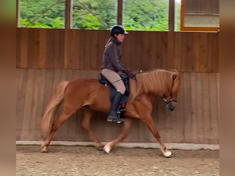 Icelandic Horse Mare 15 years 13,1 hh Chestnut-Red in Borgholzhausen