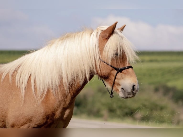 Icelandic Horse Mare 15 years 13,1 hh Chestnut-Red in Dintesheim