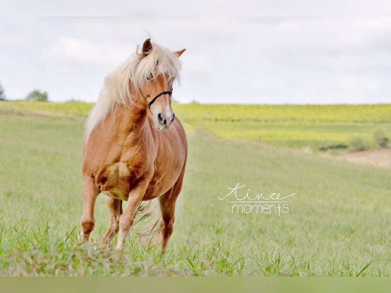 Icelandic Horse Mare 15 years 13,1 hh Chestnut-Red in Dintesheim