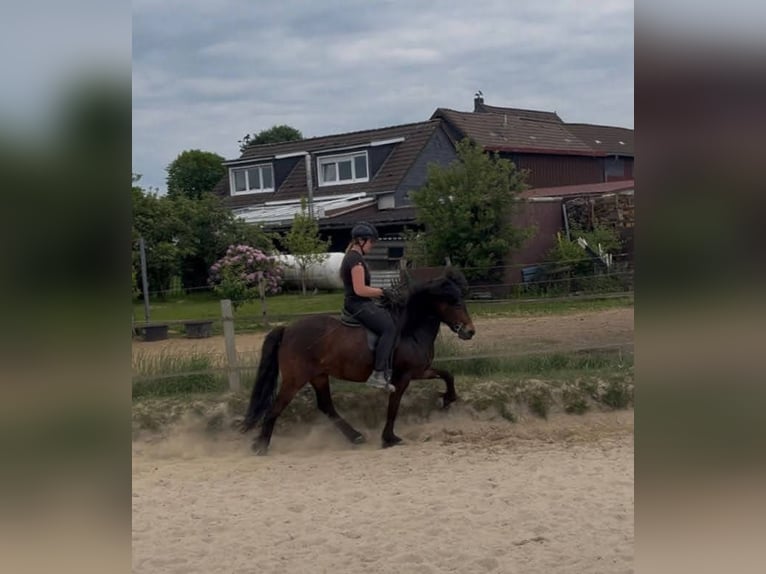 Icelandic Horse Mare 15 years 13,2 hh Brown in Wuppertal