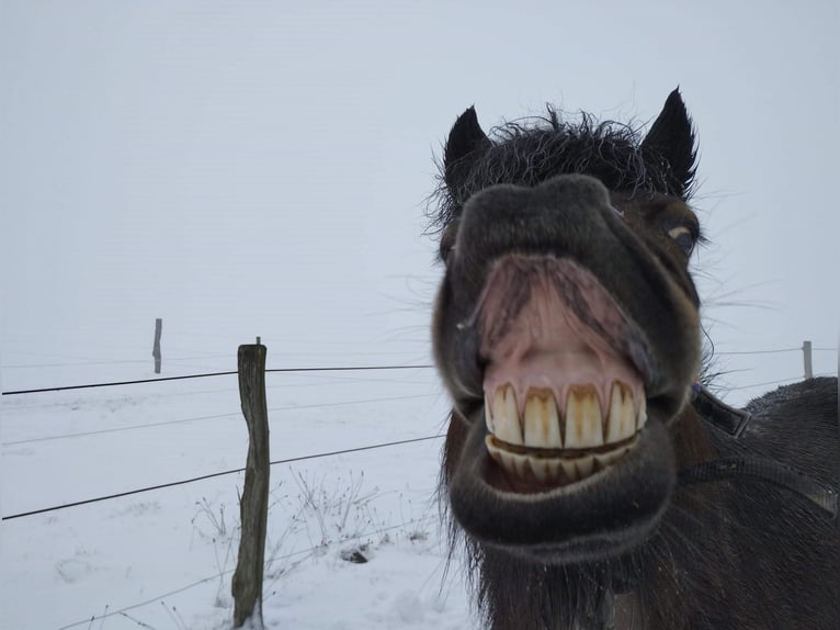 Icelandic Horse Mare 15 years 13,2 hh Brown in Wuppertal