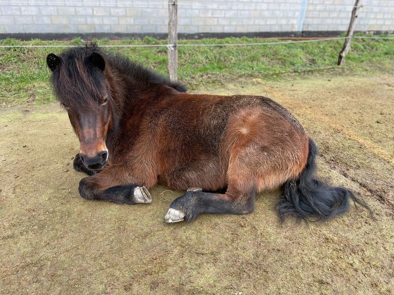 Icelandic Horse Mare 15 years 13,2 hh Brown in Wuppertal