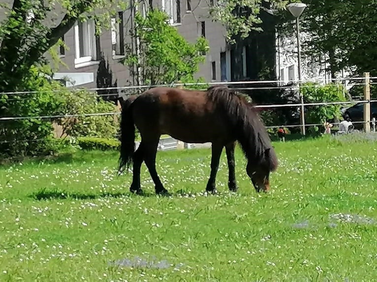 Icelandic Horse Mare 15 years 13,2 hh Brown in Wuppertal