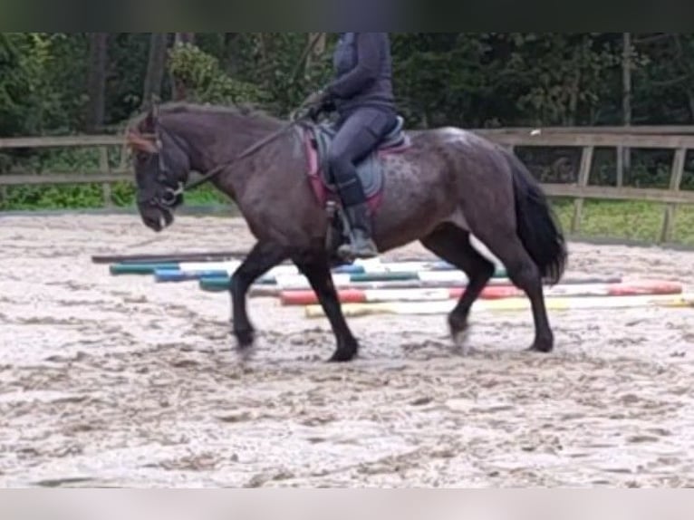 Icelandic Horse Mare 15 years 13,2 hh Roan-Blue in Leuvenheim