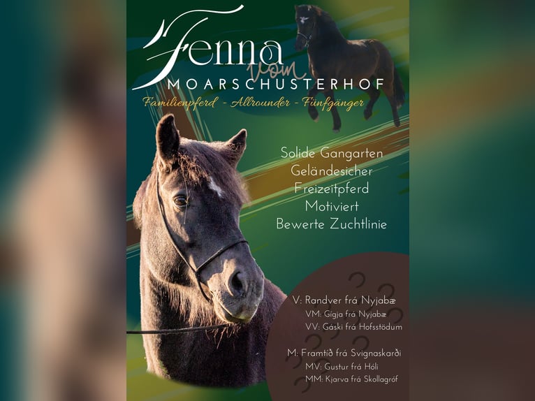 Icelandic Horse Mare 15 years 14 hh Black in St.Jakob Im Rosental