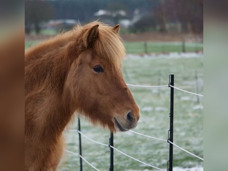 Icelandic Horse Mare 15 years 14,1 hh Dun in Neustadt am R&#xFC;benberge