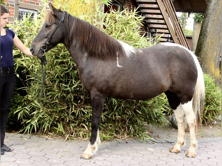 Icelandic Horse Mare 15 years 14,1 hh Pinto in Soltau