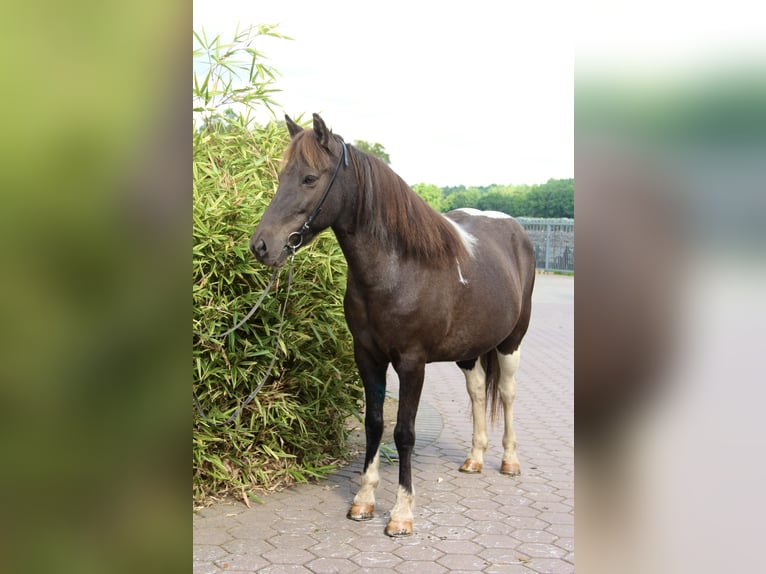 Icelandic Horse Mare 15 years 14,1 hh Pinto in Soltau