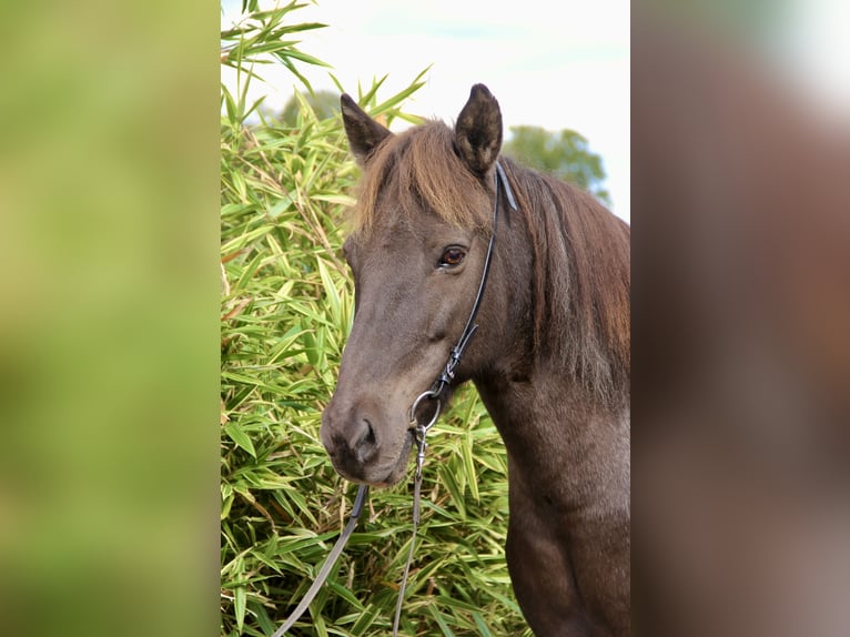 Icelandic Horse Mare 15 years 14,1 hh Pinto in Soltau