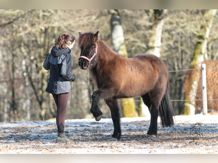 Icelandic Horse Mare 16 years 12,3 hh Black in Jesberg