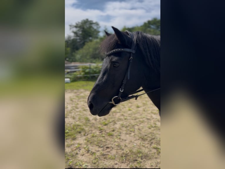 Icelandic Horse Mare 16 years 12,3 hh Black in Kirchn&#xFC;chel