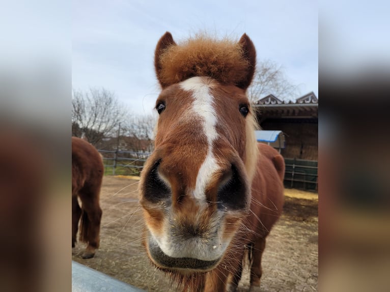 Icelandic Horse Mare 16 years 13.1 hh Chestnut-Red in Eppishausen