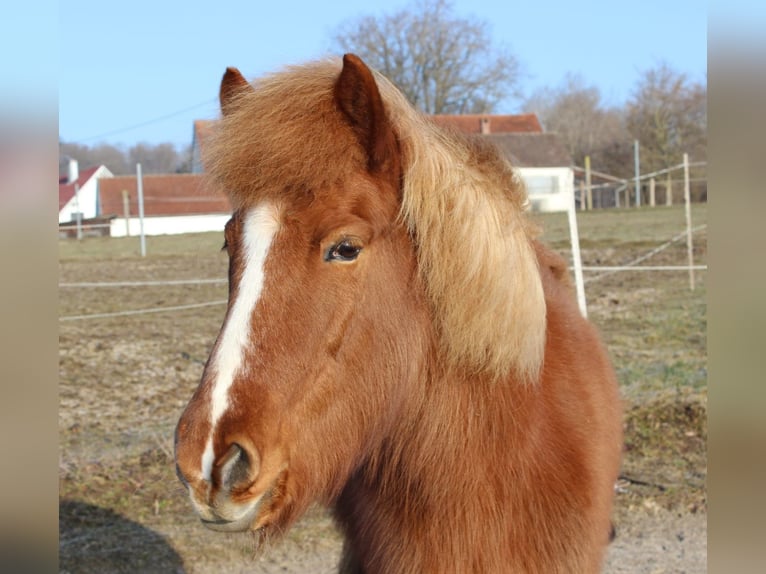 Icelandic Horse Mare 16 years 13.1 hh Chestnut-Red in Eppishausen