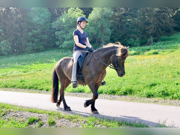 Icelandic Horse Mare 16 years 13.2 hh Black in Breitnau