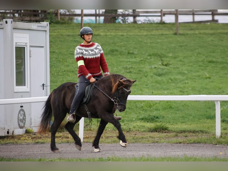 Icelandic Horse Mare 16 years 13.2 hh Black in Fronreute